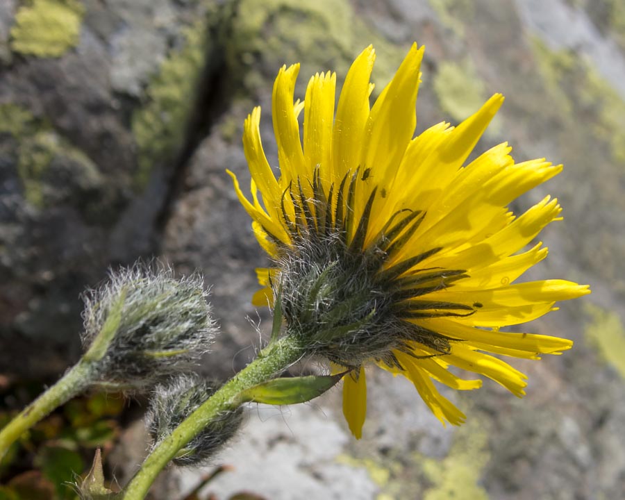 Asteracea in crinale - Hieracium sp.